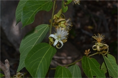 Grewia rhamnifolia